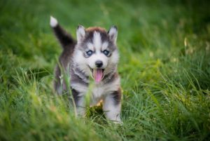 Pomsky 